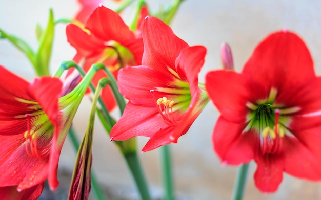 Belle fleur d'Hippeastrum johnsonii ou fleur rouge