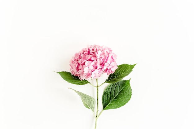 Belle fleur d'hortensia rose sur fond blanc concept floral plat vue de dessus