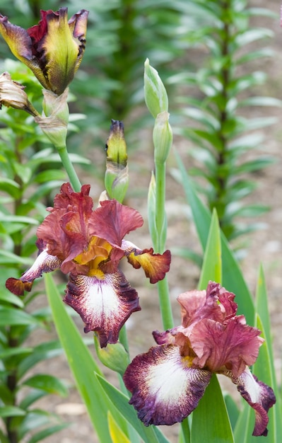 Belle fleur d'iris blanc-brun