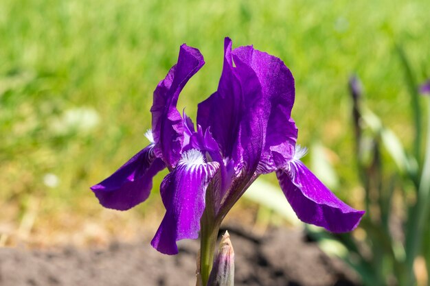 Belle fleur d'iris dans le jardin sur fond d'herbe verte. Fermer