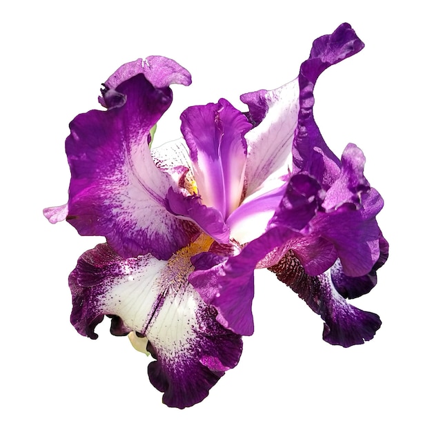 Belle fleur d'iris gracieuse de couleur blanche et violette Fond blanc Isoler le pistil d'étamine