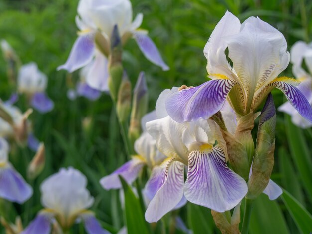 Belle fleur d'iris, gros plan.