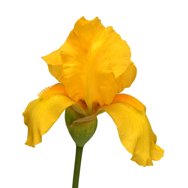 Belle fleur d'iris jaune isolé sur fond blanc Pâques Été Printemps Télévision jeter vue de dessus Amour Saint Valentin