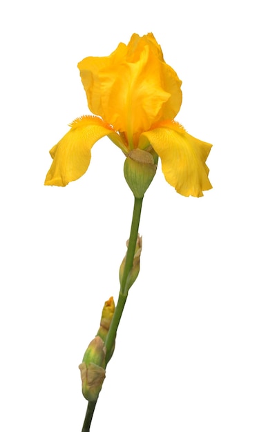 Belle fleur d'iris jaune isolé sur fond blanc Pâques Été Printemps Télévision jeter vue de dessus Amour Saint Valentin