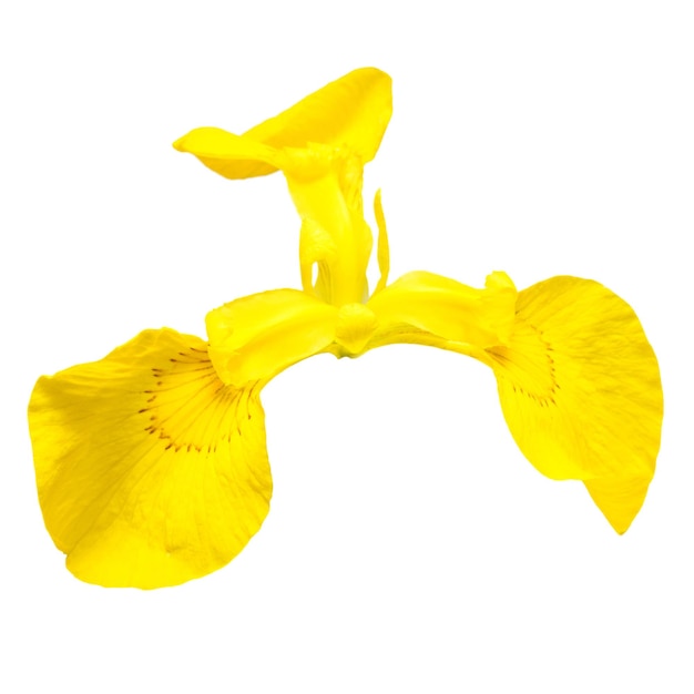 Belle fleur d'iris jaune isolé sur fond blanc. Pâques