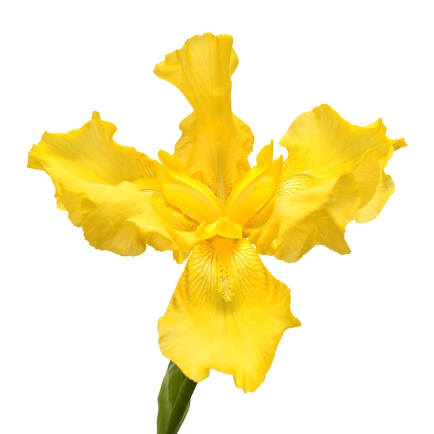 Belle fleur d'iris jaune isolée sur fond blanc. Pâques. Été. Printemps. Mise à plat, vue de dessus. Aimer. La Saint-Valentin