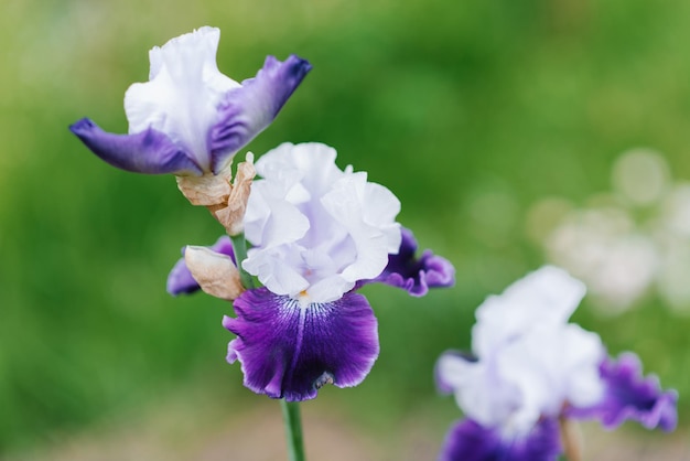 Une belle fleur d'iris lilas et violet barbu en été dans le jardin