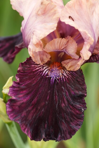 Belle fleur d'iris multicolore fleurit dans le jardin. Gros plan, fragilité et concept d'été.