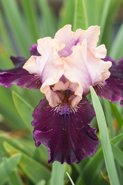 Belle fleur d&#39;iris multicolore.