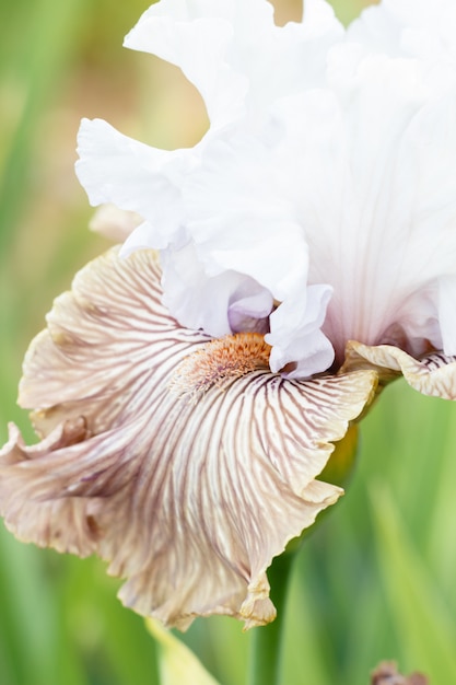 Belle fleur d&#39;iris multicolore.