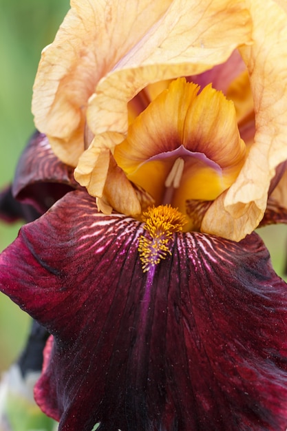 Belle fleur d&#39;iris multicolore.