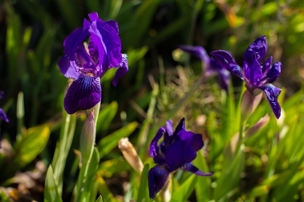 Belle fleur d'iris violet Iris pumila dans l'herbe