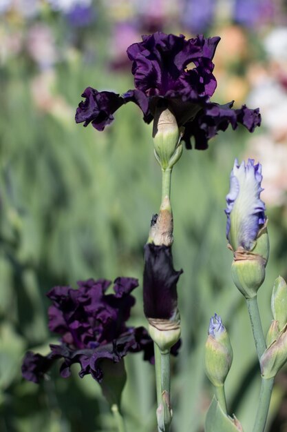 Belle fleur d'iris violet poussant dans le jardin