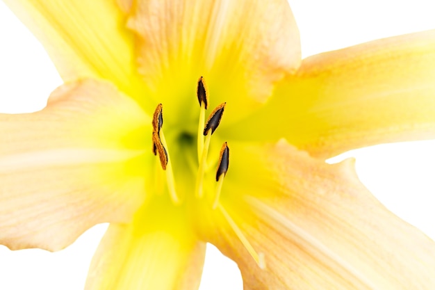 Belle fleur isolée sur fond blanc