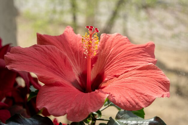 belle fleur de jardin