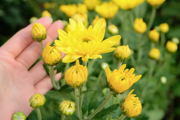 Une belle fleur jaune de chrysanthème dans une main avec fond vue jardin