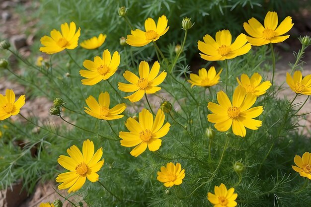 Belle fleur jaune de Cosmos ou astre mexicain Cosmos sulphureus