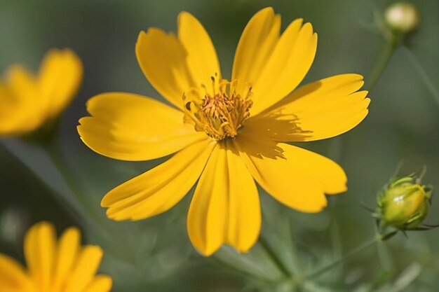 Photo belle fleur jaune de cosmos ou astre mexicain cosmos sulphureus