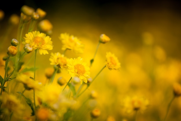 Belle fleur jaune dans le champ