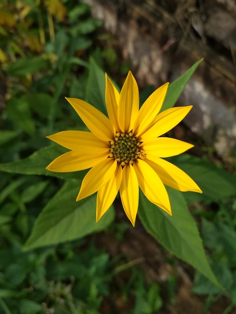 belle fleur jaune dans le jardin beauté plein air nature passe-temps loisirs floriculture