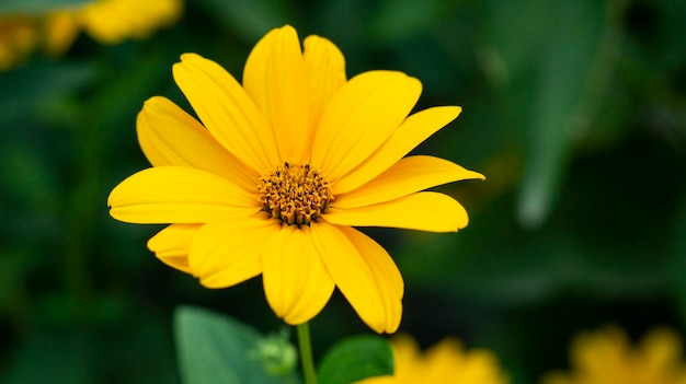 Belle fleur jaune dans le jardin