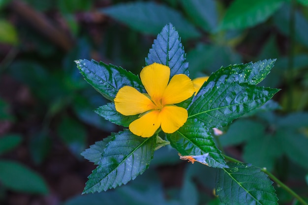 Belle fleur jaune en forêt