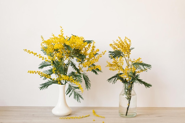 La belle fleur jaune de mimosa fleurit dans un vase en verre et en porcelaine blanche au printemps