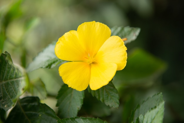 Belle fleur jaune