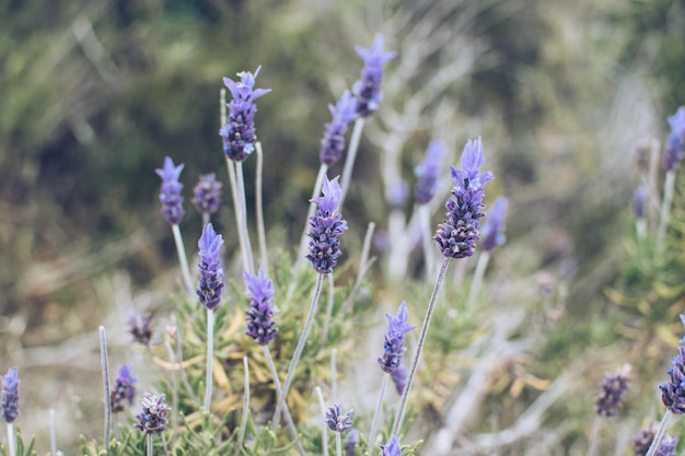 Belle fleur de lavande pourpre qui fleurit sur fond de plante verte Gros plan de fond naturel Image pour les industries médicales de parfum agricole et divers supports publicitaires