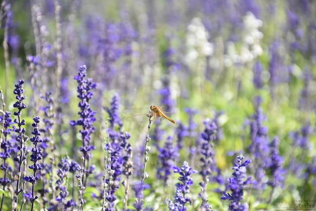 Belle fleur de lavande qui fleurit avec des libellules au jardin.