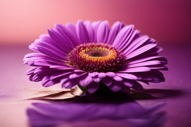 Une belle fleur lilas et jaune sur un fond violet.