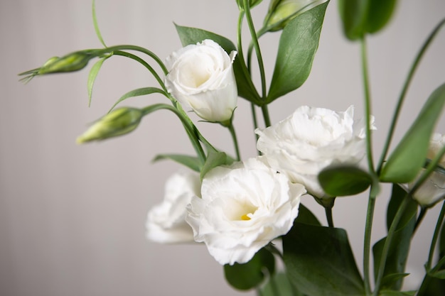 Belle fleur de Lisianthus blanc pur sur fond blanc Mise au point sélective de roses blanches