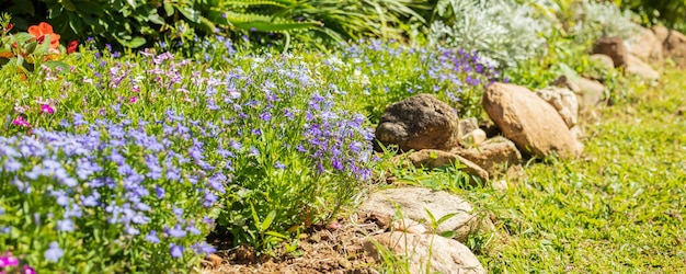 Belle fleur de lobelia bleue se bouchent dans le jardin