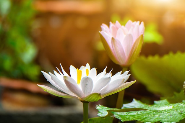 Belle fleur de lotus dans l'eau après la pluie dans le jardin fleur de Lotus poussant dans le lac