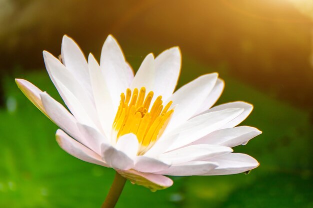 Photo belle fleur de lotus dans l'eau après la pluie dans le jardin fleur de lotus poussant dans le lac