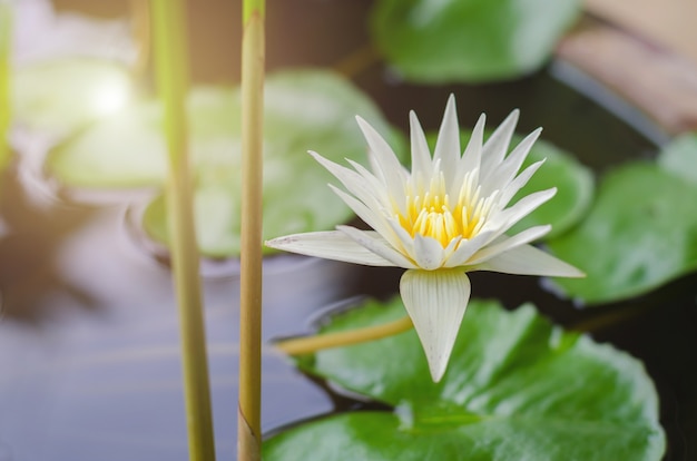 belle fleur de lotus dans l&#39;étang et le soleil