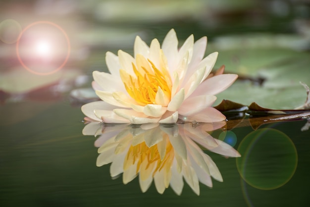 Belle fleur de lotus dans un étang, symbole du Bouddha, Thaïlande.