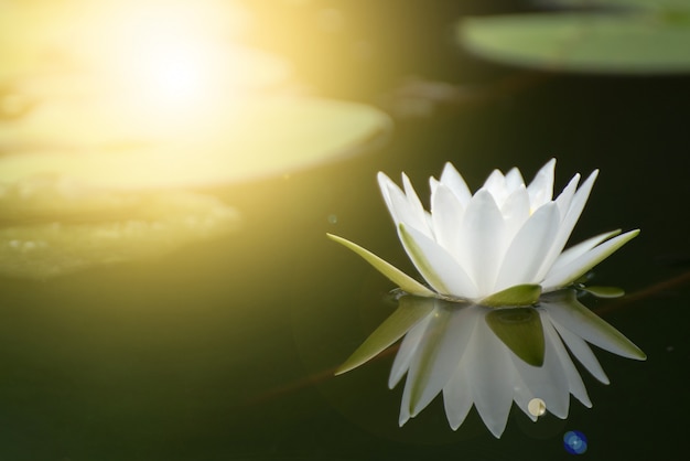 Belle Fleur De Lotus Dans Un étang, Symbole Du Bouddha, Thaïlande.