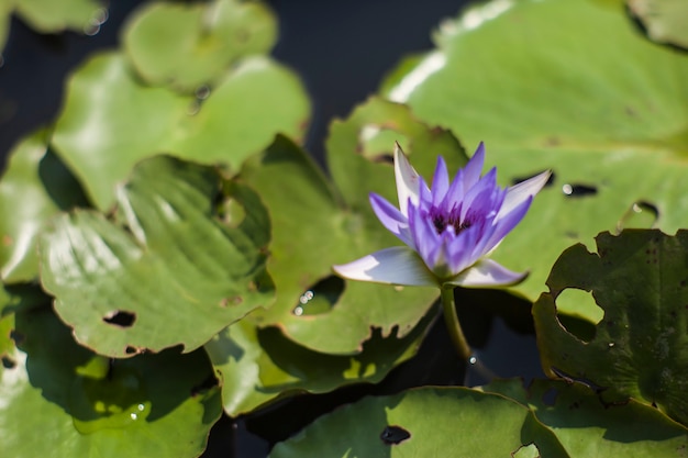 Belle fleur de lotus dans l'étang