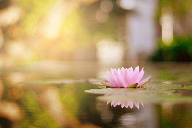 Belle fleur de lotus sur l&#39;eau après la pluie dans le jardin.