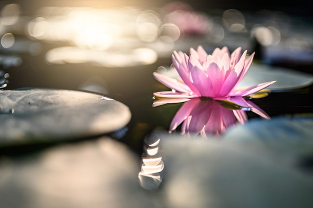Photo belle fleur de lotus sur l'eau après la pluie dans le jardin.