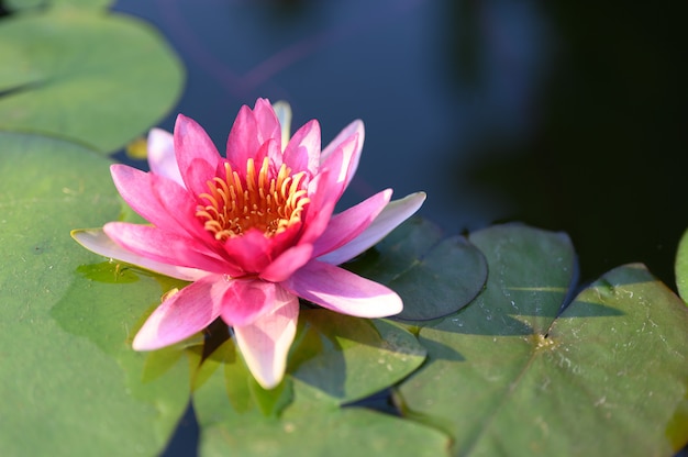 Belle fleur de lotus sur l&#39;eau après la pluie dans le jardin.