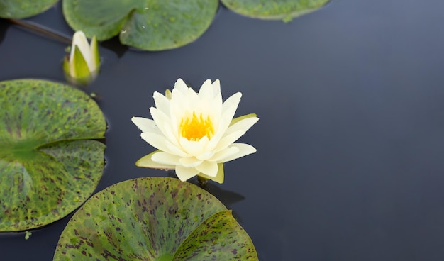 Belle fleur de lotus en fleurs avec des feuilles Étang aux nénuphars