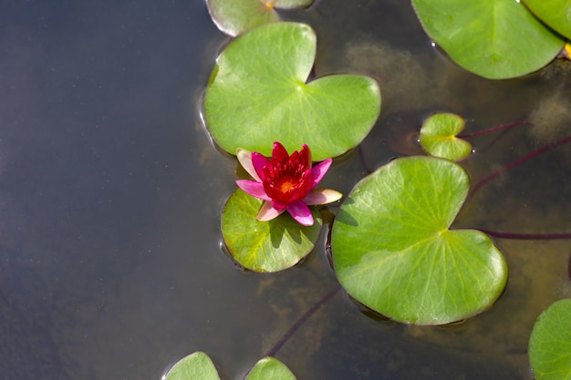 Belle fleur de lotus en fleurs avec des feuilles de nénuphar rouge