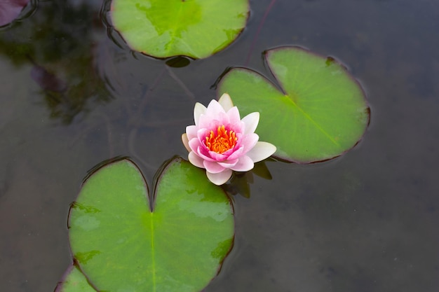 Belle fleur de lotus en fleurs avec des feuilles Étang aux nénuphars