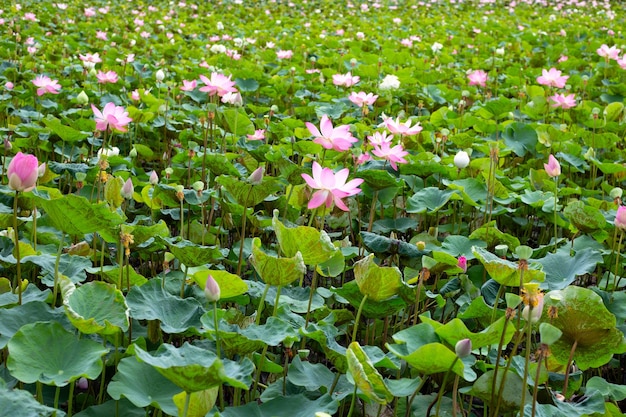 Belle fleur de lotus en fleurs avec des feuilles Étang de nénuphars