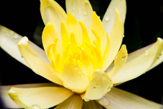 Belle fleur de lotus ou nénuphar.