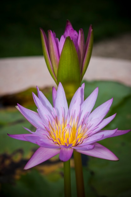 Belle fleur de lotus ou nénuphar.