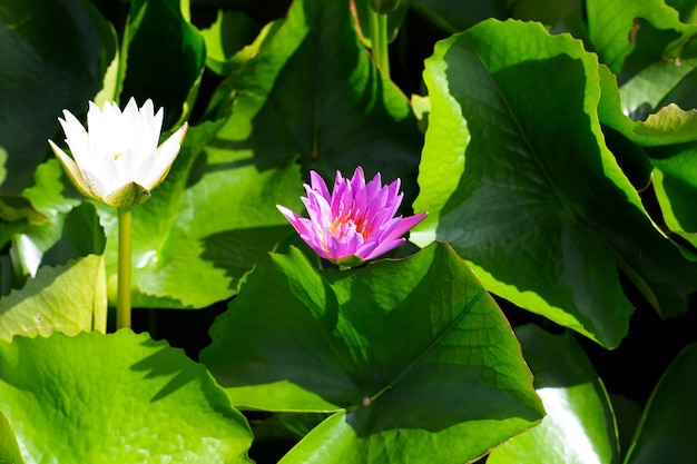 Belle fleur de lotus Nymphaea en fleurs avec des feuilles Pot de nénuphar