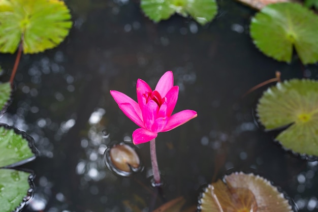 Belle fleur de lotus Nymphaea en fleurs avec des feuilles Pot de nénuphar